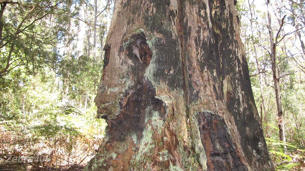 03-Interesting tree near Halls Falls.JPG